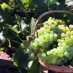 green grapes in basket