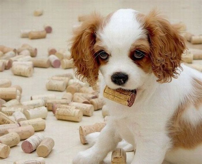 puppy with wine corks