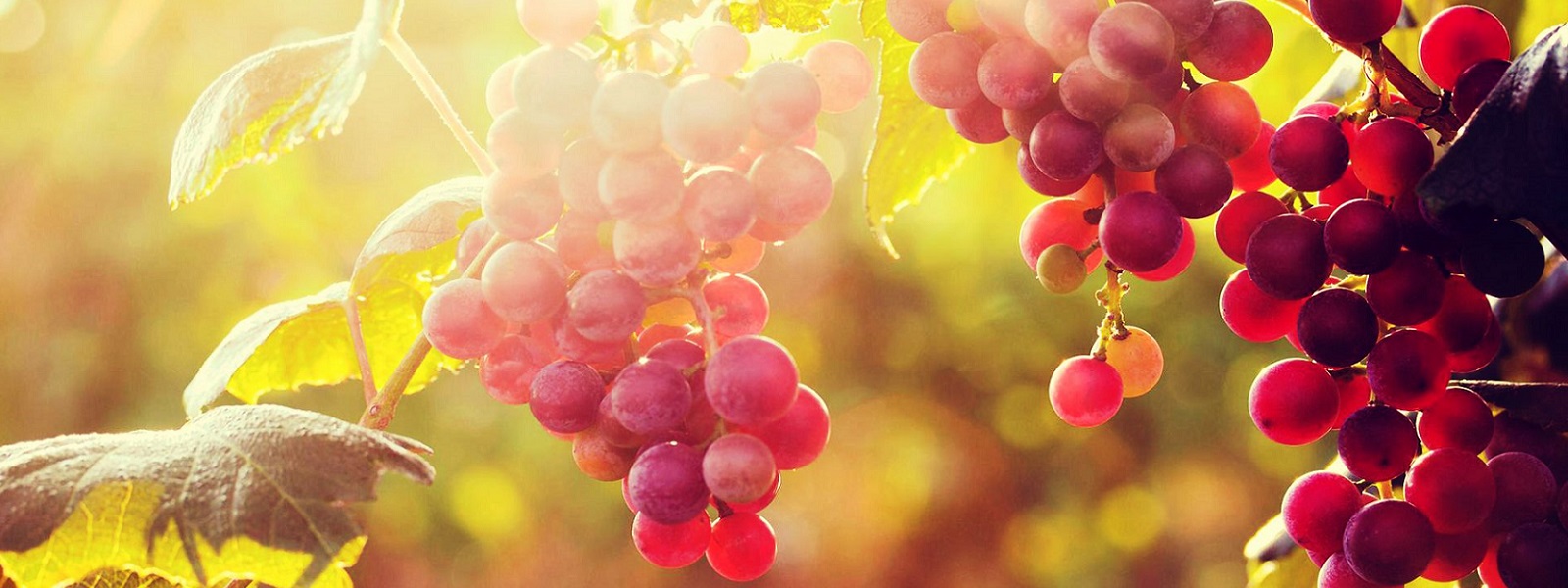 sun-with-grapes
