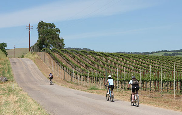 riding bikes through vineyards
